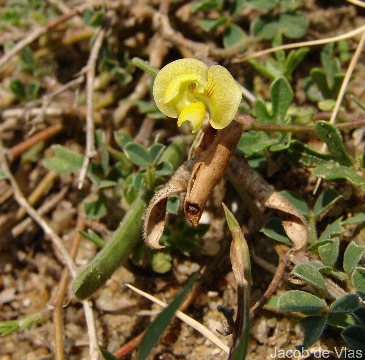 Vigna trilobata (L.) Verdc.